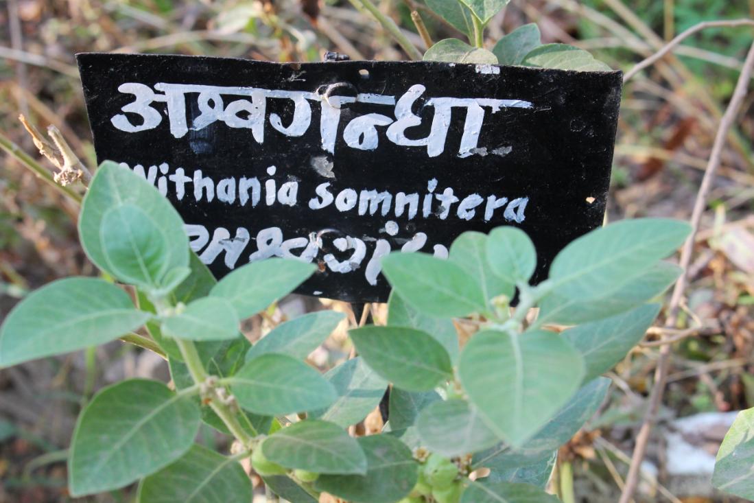 Ashwagandha